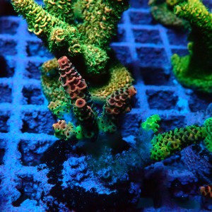ACROPORA #1606036