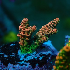 ACROPORA #1606037