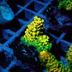 ACROPORA #1606038