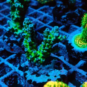ACROPORA #1606041