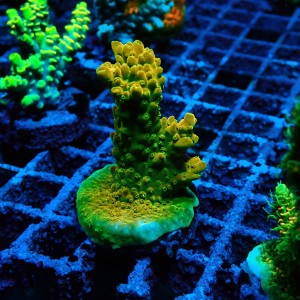 ACROPORA #1606042