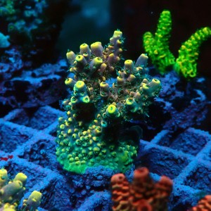 ACROPORA #1606044