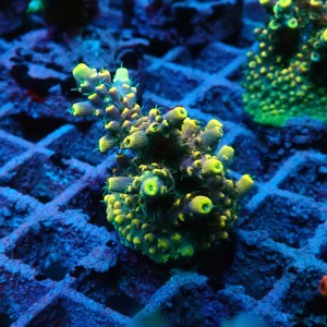 ACROPORA #1606045