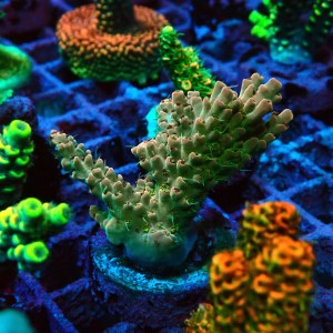 ACROPORA #1606046