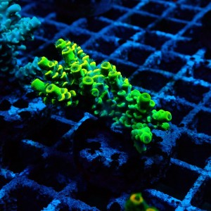 ACROPORA #1606047