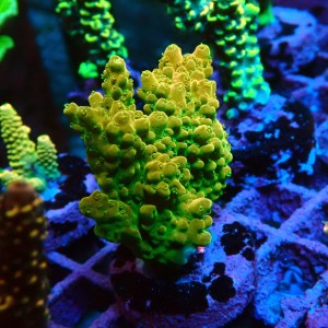 ACROPORA #1606050