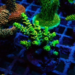 ACROPORA #1606051