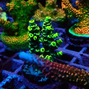 ACROPORA #1606054