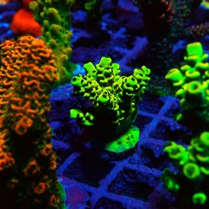 ACROPORA #1606058