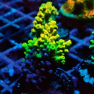 ACROPORA #1606061