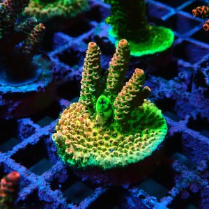 ACROPORA #1606076