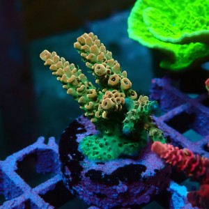 ACROPORA #1606078