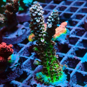 ACROPORA #1606082