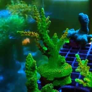 ACROPORA #1606087