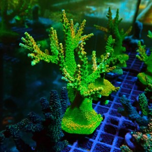 ACROPORA #1606088
