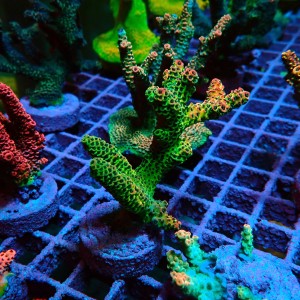 ACROPORA #1606089