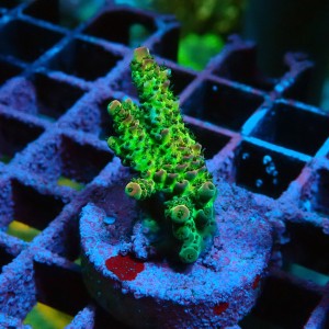 ACROPORA #1606094