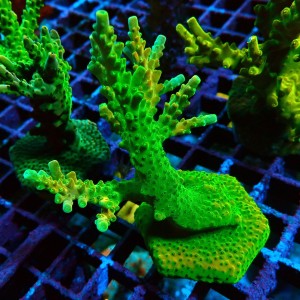ACROPORA #1606095
