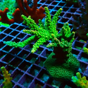 ACROPORA #1606096