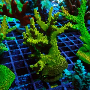 ACROPORA #1606097