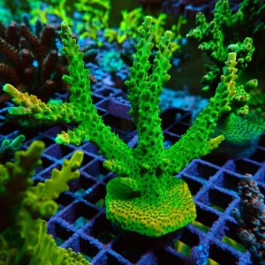 ACROPORA #1606098