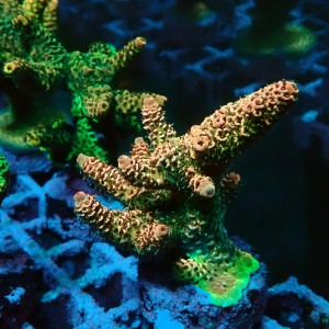 ACROPORA #1606103