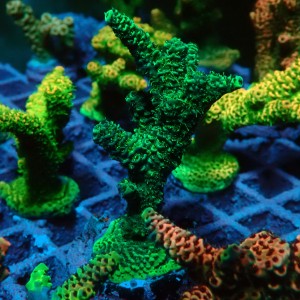 ACROPORA #1606106