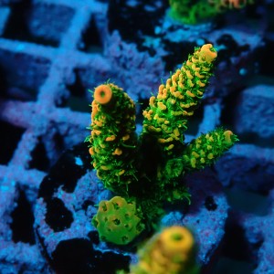 ACROPORA #1606111
