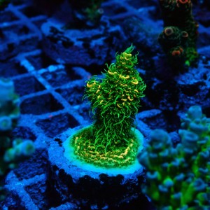 ACROPORA #1606119