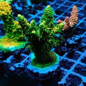 ACROPORA #1606120