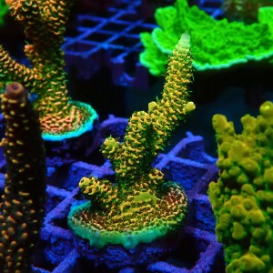 ACROPORA #1606131
