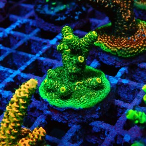 ACROPORA #1606132