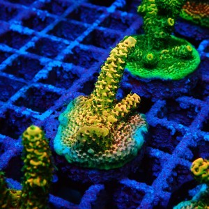 ACROPORA #1606133
