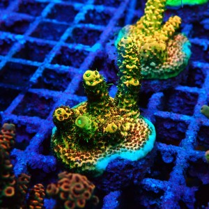 ACROPORA #1606134