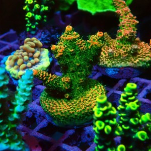 ACROPORA #1606137