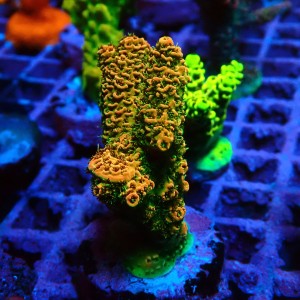 ACROPORA #1606139