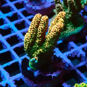 ACROPORA #1606146