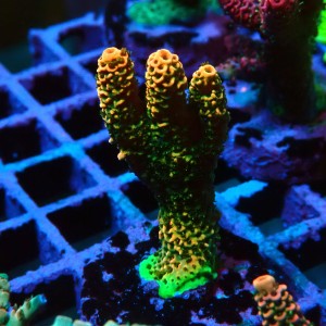 ACROPORA #1606148