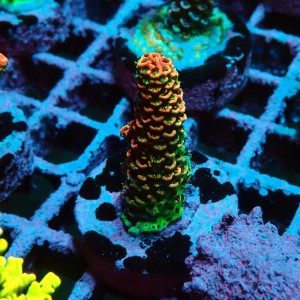 ACROPORA #1606153