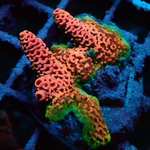 ACROPORA #1606158