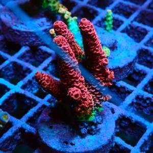 ACROPORA #1606159