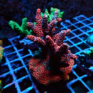ACROPORA #1606160