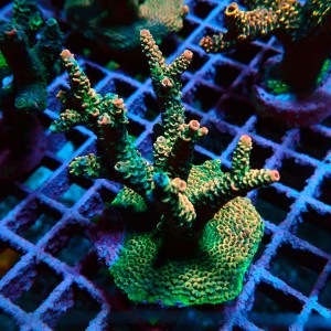 ACROPORA #1606161