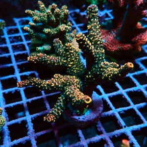 ACROPORA #1606162
