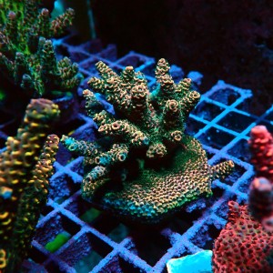 ACROPORA #1606163