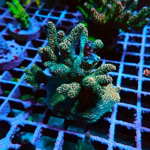 ACROPORA #1606164