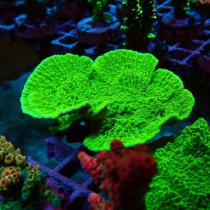 MONTIPORA FLUO GREEN [~7CM] #1606074