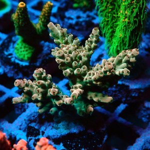 ACROPORA #1606039