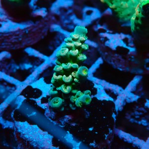 ACROPORA #1606085