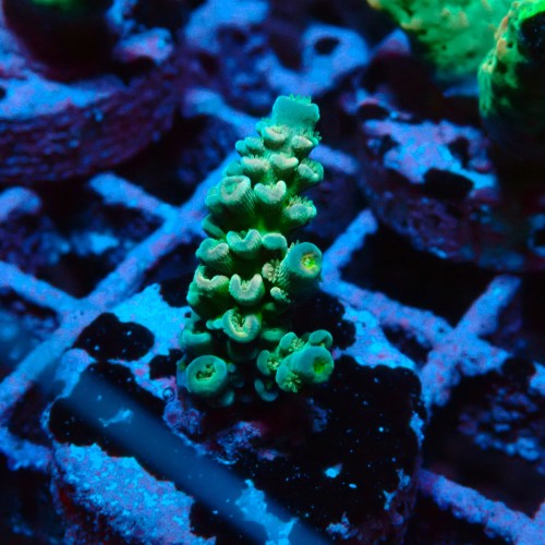 ACROPORA #1606085 69.JPG